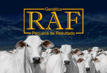 LEILÃO GENÉTICA RAF - PECUÁRIA DE RESULTADO